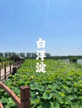 白洋淀景区开放时间？白洋淀景区对外开放了吗？
