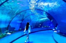 济南泉城极地海洋世界？济南泉城极地海洋世界门票？