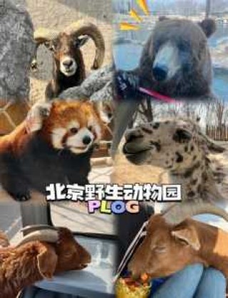 北京野生动物园门票多少一张，北京野生动物园门票标准？
