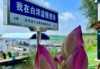 保定白洋淀一日游攻略，保定白洋淀游玩攻略？