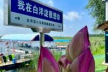 保定白洋淀一日游攻略，保定白洋淀游玩攻略？