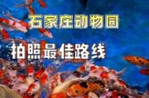 石家庄动物园一日游攻略，石家庄动物园游玩攻略？