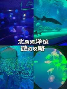 北京海底世界哪里比较好玩,北京海底世界那个比较好玩? 第3张 北京海底世界哪里比较好玩,北京海底世界那个比较好玩? 第3张