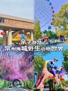 淹城野生动物园门票，淹城野生动物园门票包含小火车吗  第1张
