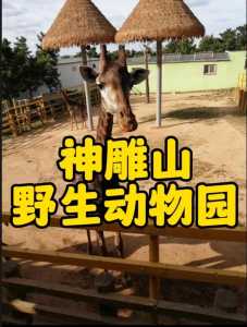 神雕山野生动物园门票？神雕山野生动物园门票599？  第2张