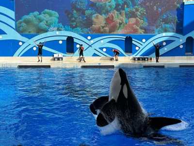 上海海昌海洋公园好玩吗?上海海昌海洋公园游玩记? 第2张 上海海昌海洋公园好玩吗?上海海昌海洋公园游玩记? 第2张