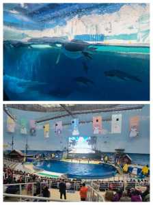 天津海昌极地海洋世界，天津海昌极地海洋世界攻略  第4张