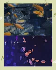 天津海底世界门票多少钱一张,天津海底世界门票多少钱一张2019年 第4张 天津海底世界门票多少钱一张,天津海底世界门票多少钱一张2019年 第4张