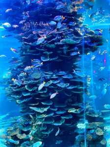 济南泉城极地海洋世界?济南泉城极地海洋世界门票? 第5张 济南泉城极地海洋世界?济南泉城极地海洋世界门票? 第5张