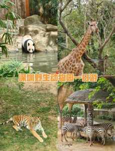 深圳动物园游玩指南,深圳动物园游玩项目 第3张 深圳动物园游玩指南,深圳动物园游玩项目 第3张