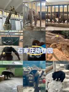 石家庄动物园一日游攻略，石家庄动物园游玩攻略？  第3张