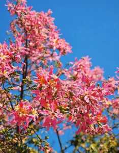菊花岛在哪个城市?菊花岛景区? 第3张 菊花岛在哪个城市?菊花岛景区? 第3张